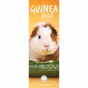 Guinea Pigs Slim Calendar 2025